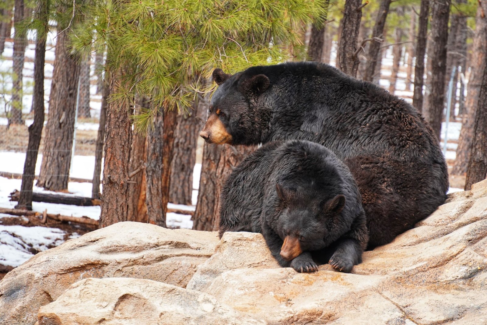 Look for wildlife respectfully.