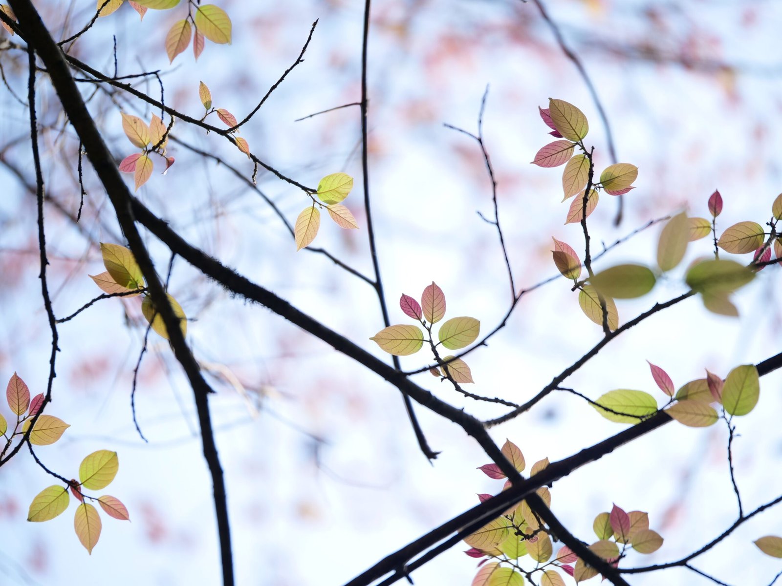 Spring and Early Fall