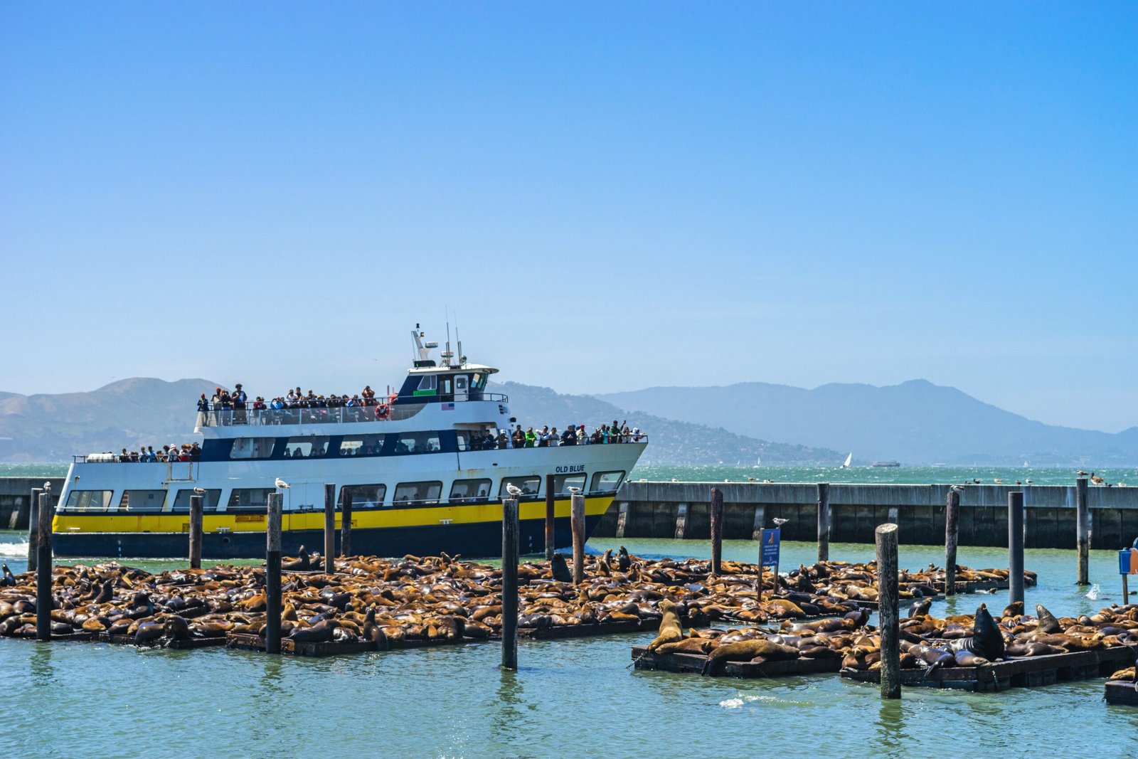 Start with the Piers: Pier 39 first for sea lions and orientation