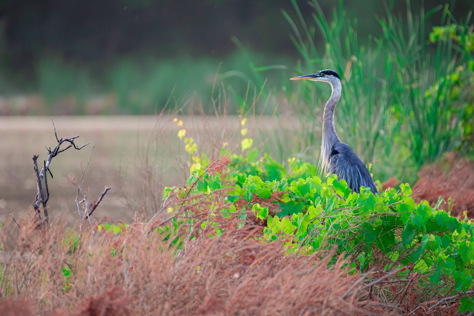 Wildlife and natural areas need care