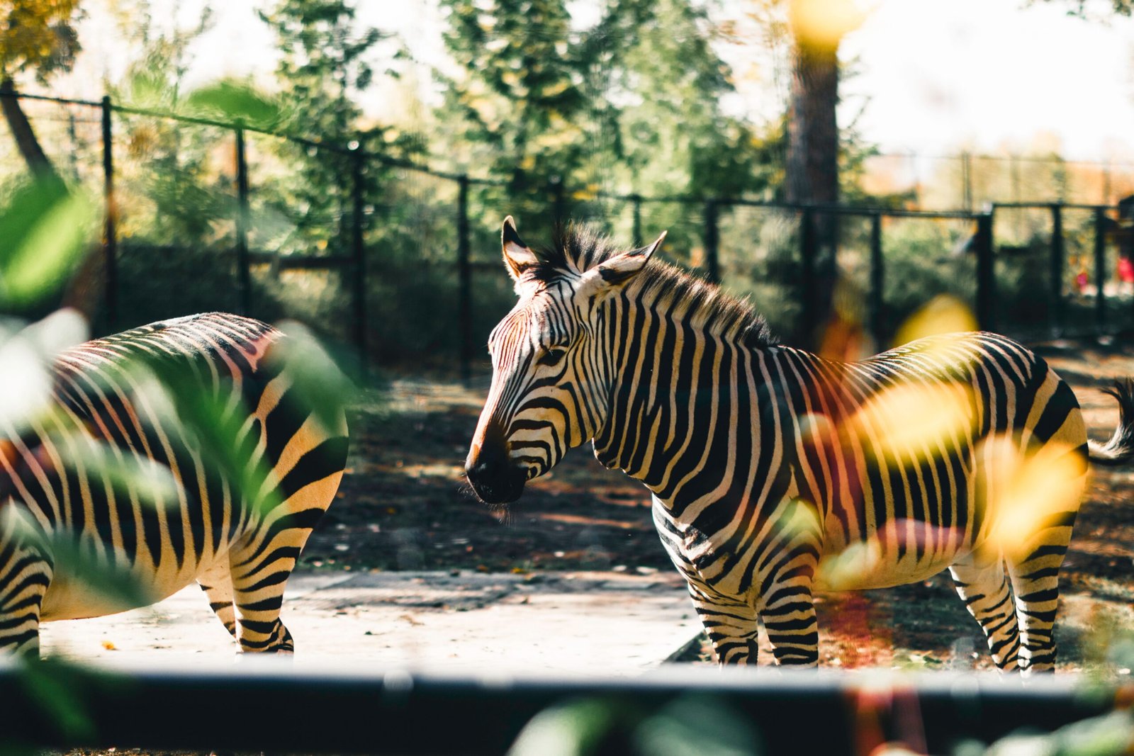 Start with desert wildlife at Phoenix Zoo