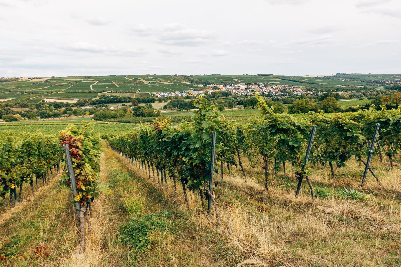 Make a vineyard or wine-country day trip your “grown-up” stop