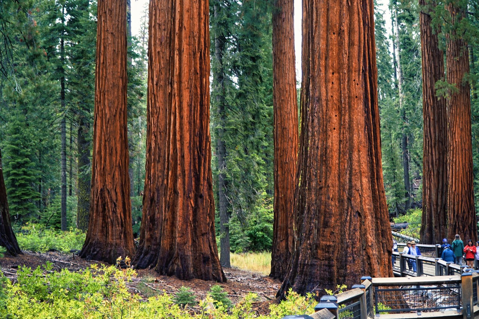 Start your day at Giant Forest and the General Sherman area