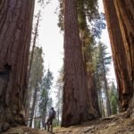 Overview city of Sequoia