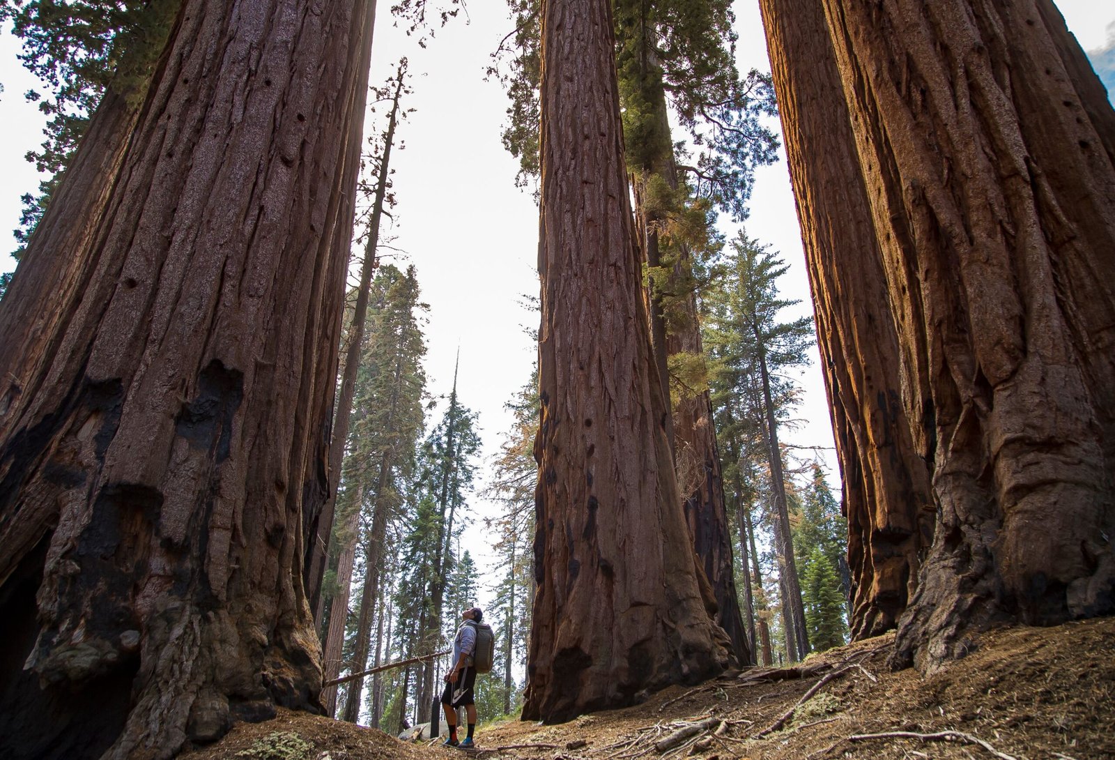 Overview city of Sequoia National Park